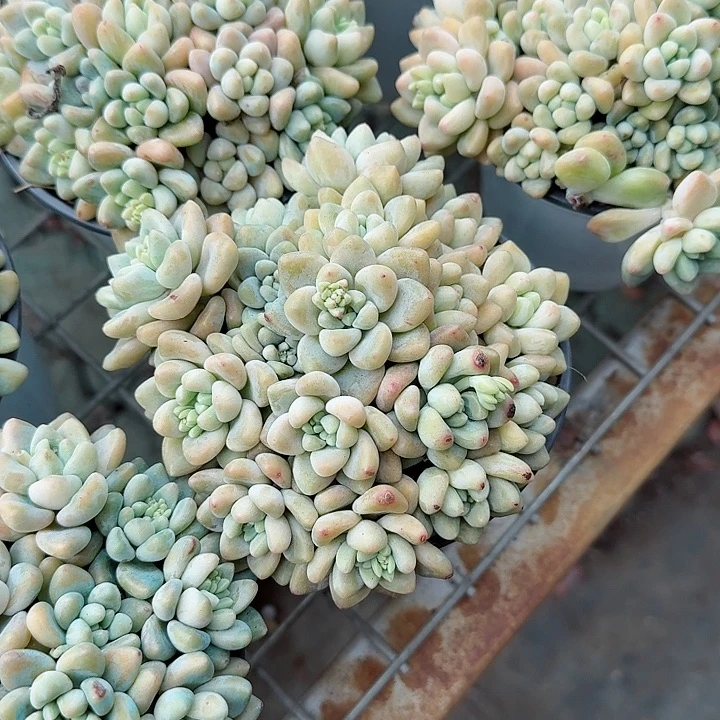 奶酪蛋糕特价多肉植物