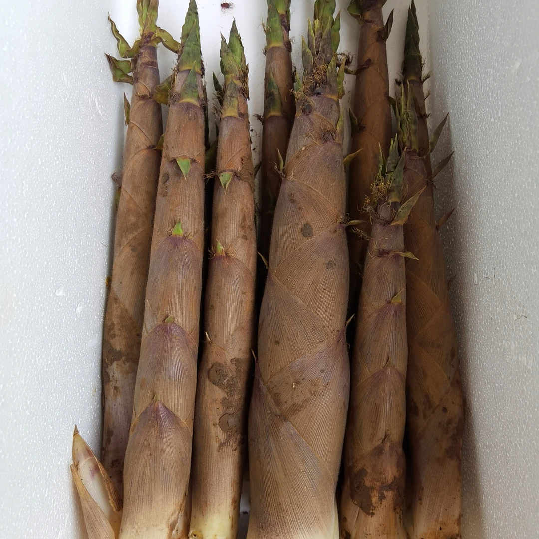 湖南衡阳本地野生金竹笋甜笋