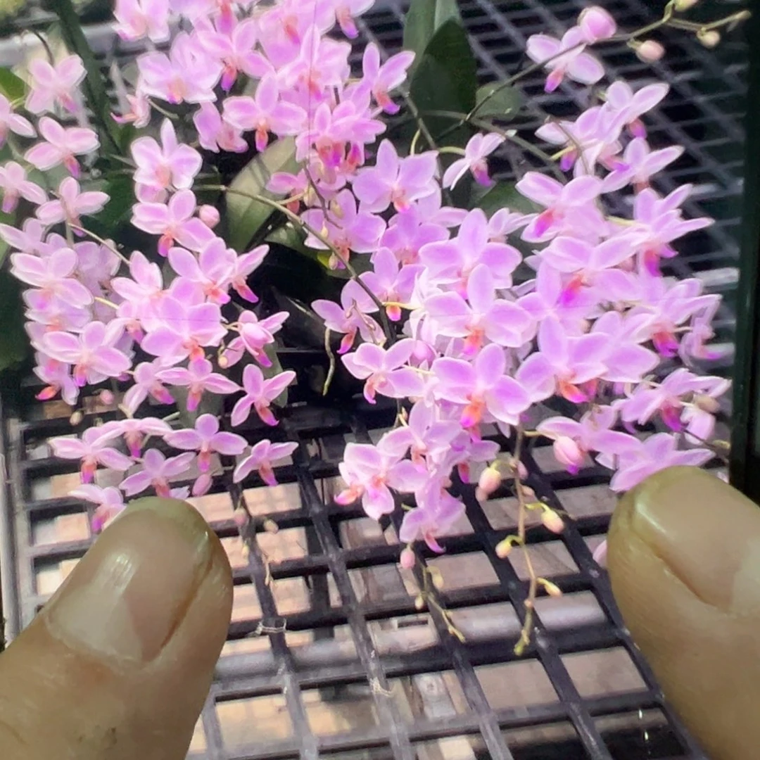 当前无花栽培后可以开花残雪大苗