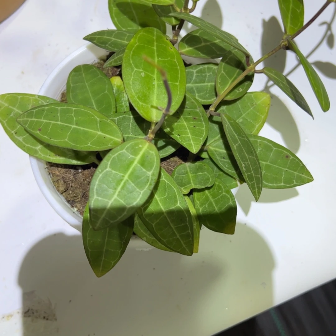 枫***红无花朵椭圆叶球兰