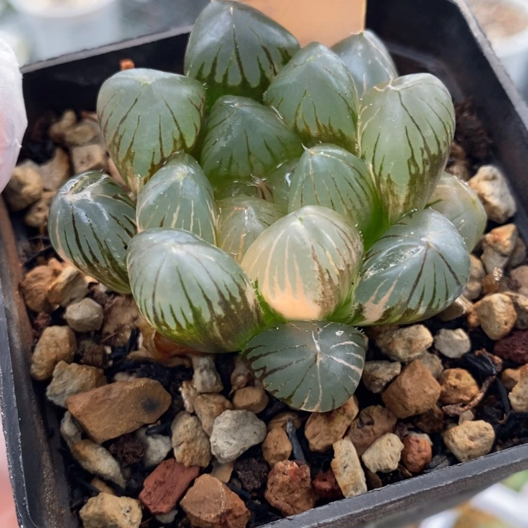 51号om玉露锦带盆