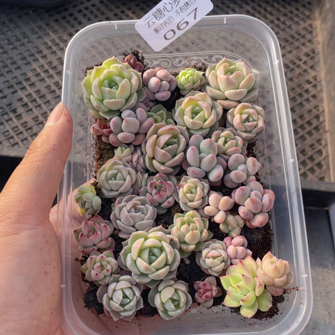 云糖心多肉植物67