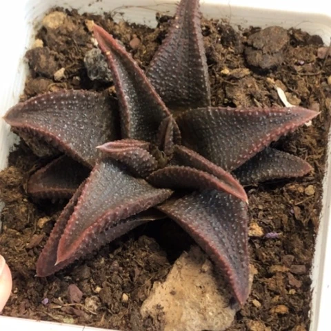 黑王寿优选带盆发货哈哈