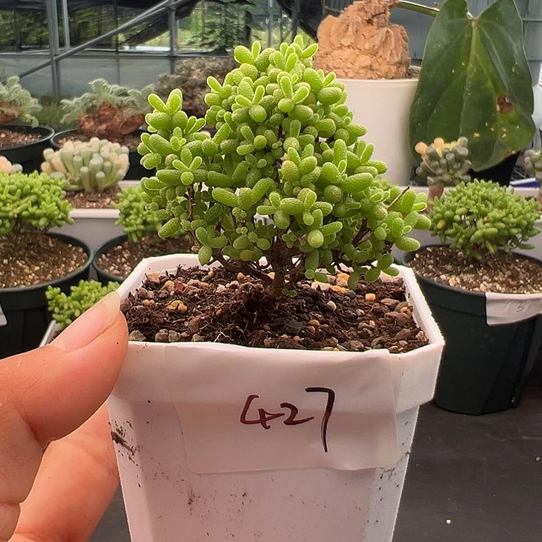 427号密橘糖球10.10多肉