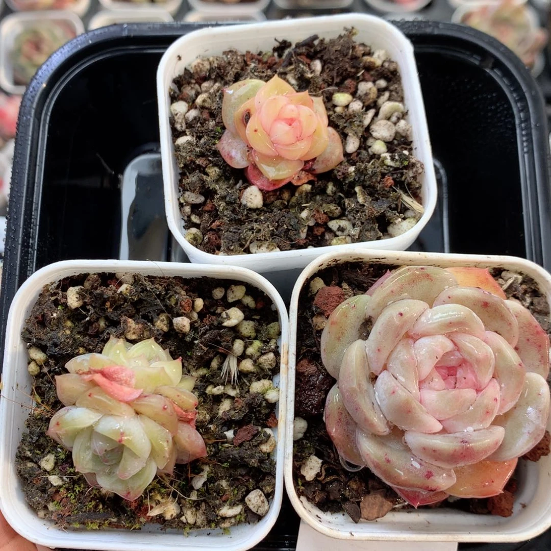 无花朵S71英语英语