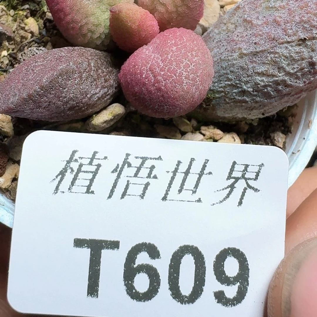 609盒多肉植物哇fv