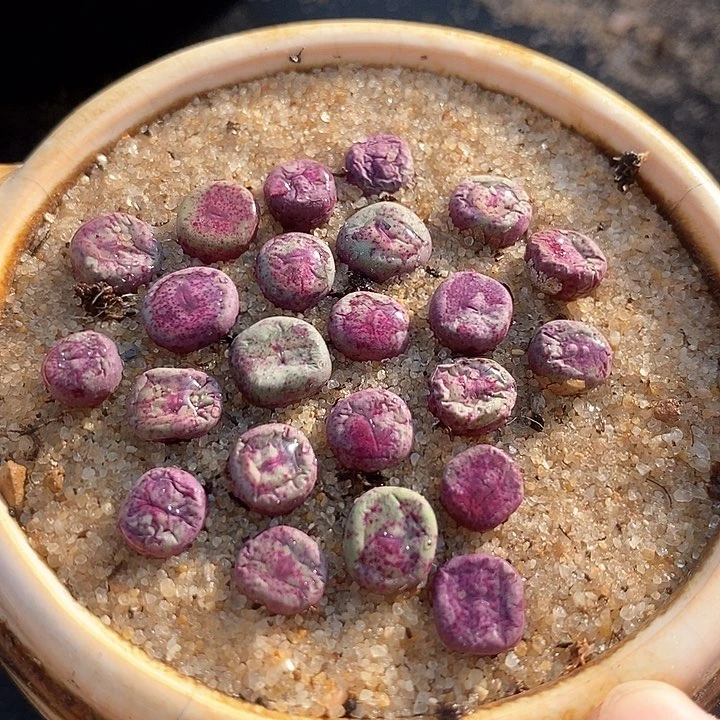 1515小红嘴ts429一颗