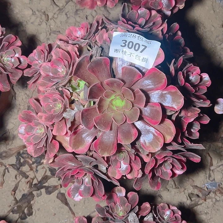 3007爱神多肉植物保护