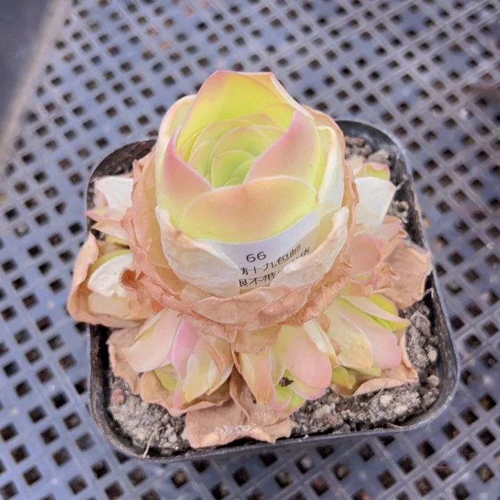 66 裸根不带土发货不包损