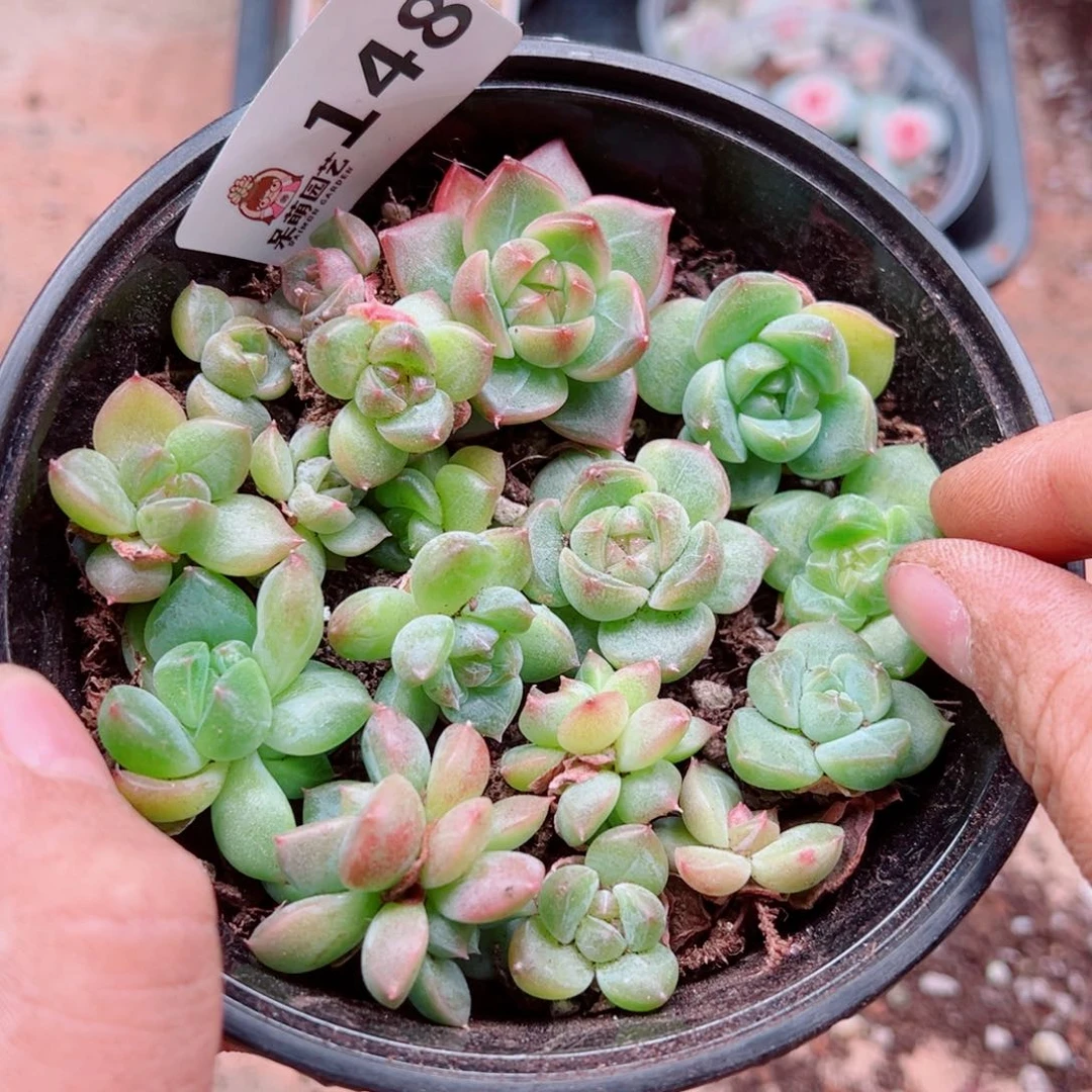 多肉植物多肉植物