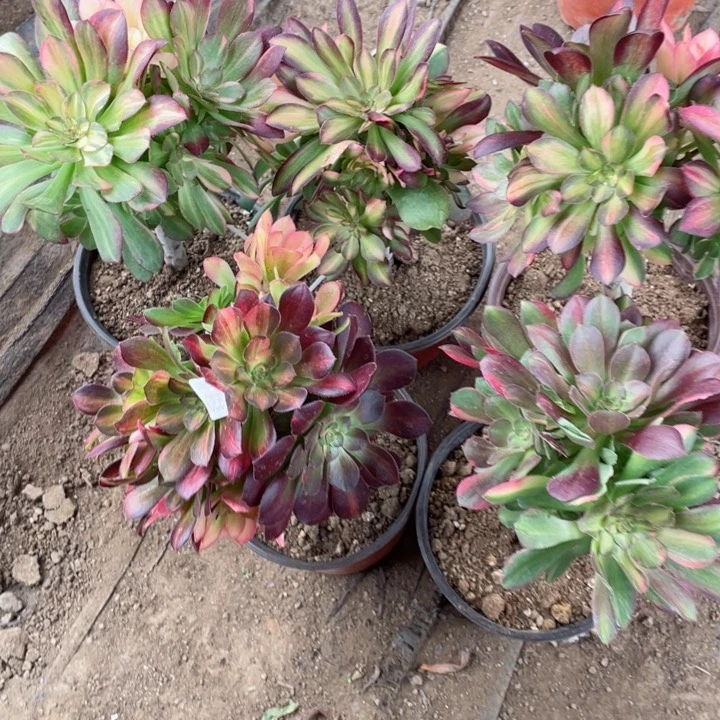 夏****r530流星雨5颗多肉1。12345689