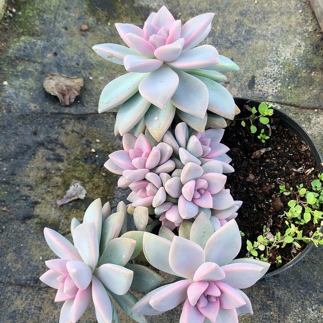 紫雾一物一拍8.89