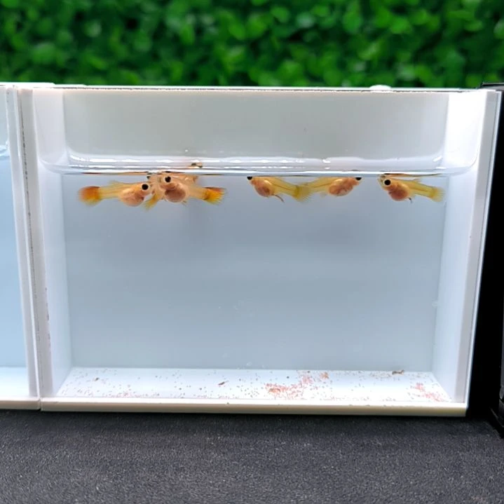 孔雀鱼皇家落日苗子九条含两条被损。