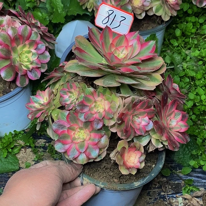 荔枝老桩捧花法师813号