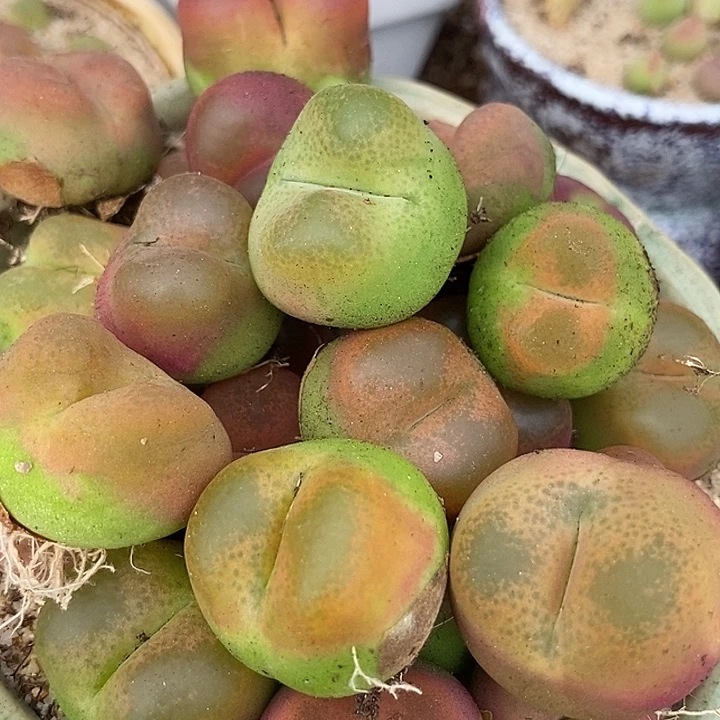 17534母本o泡一颗   1798.79