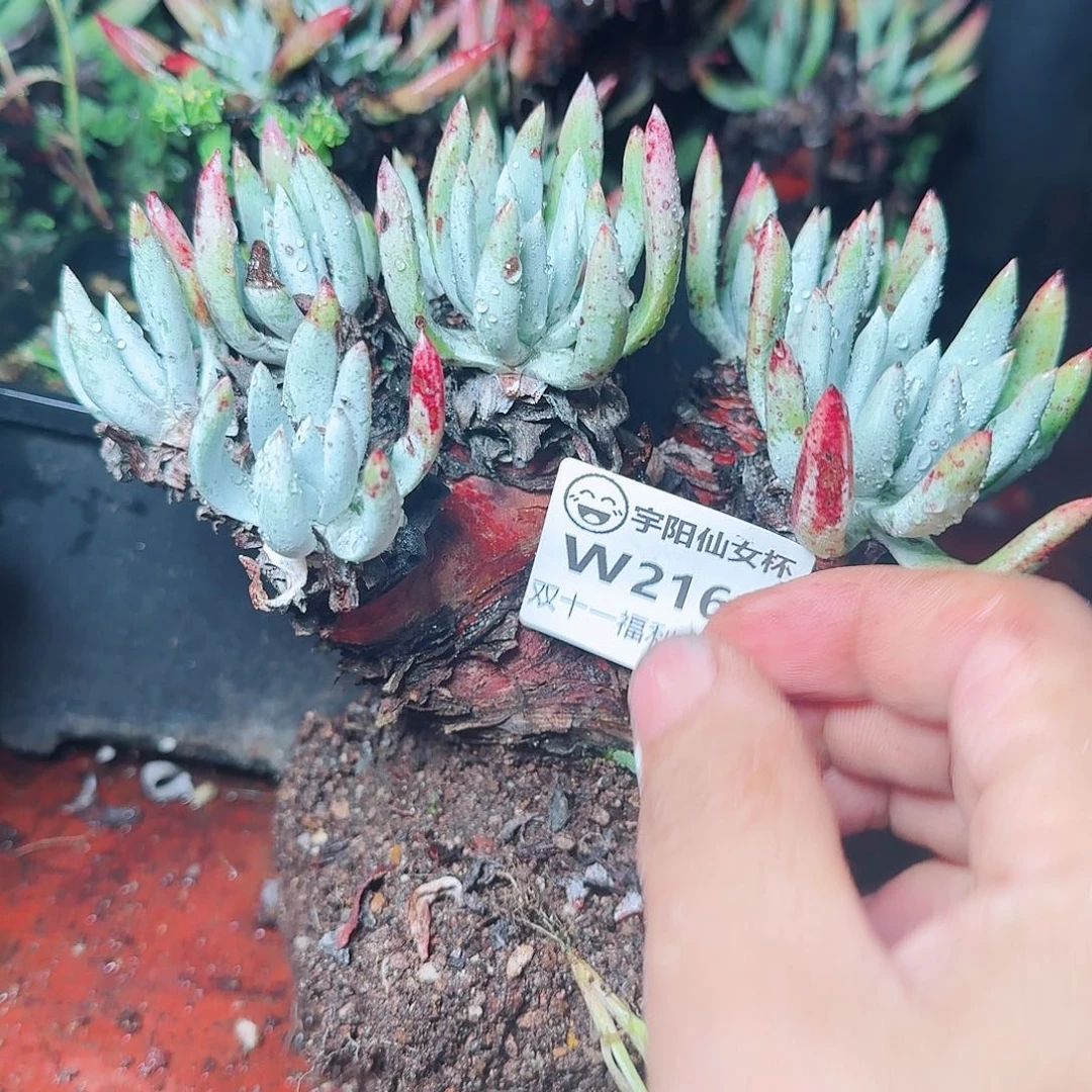 2168海瑟仙女杯多肉