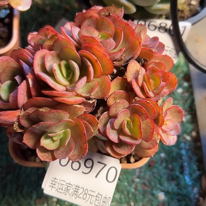 幸运儿的一个好消息就是