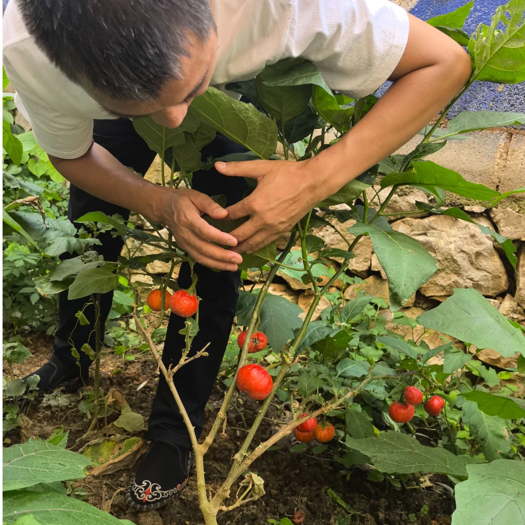 云南苦子果小苗盆栽 特色可生吃新鲜蔬菜适合阳台庭院种植