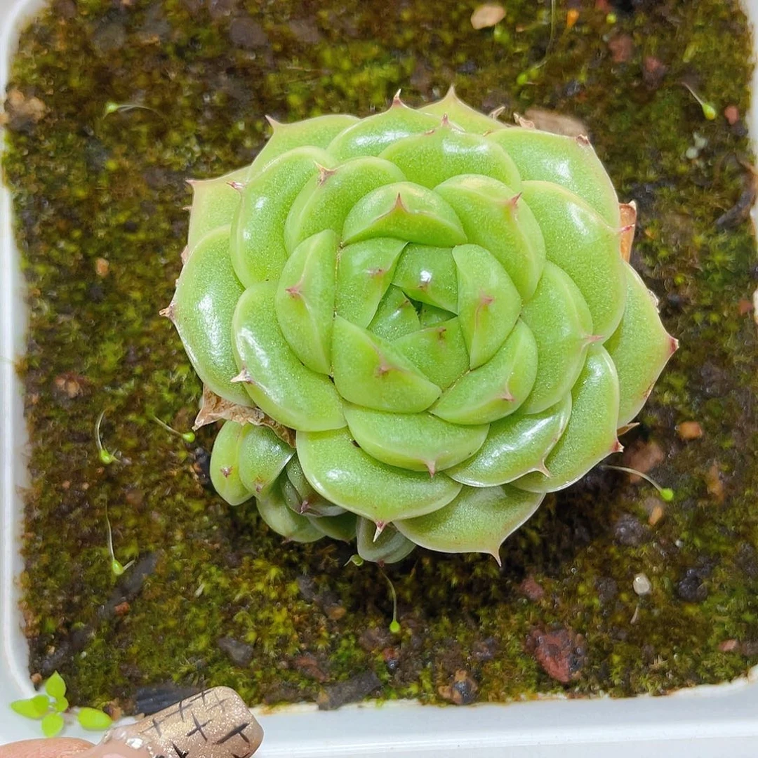 888翡冷翠母本哈哈哈