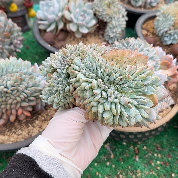 放个福利呀呀呀呀呀