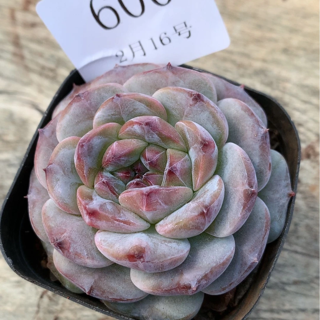 【闪购商品】云600