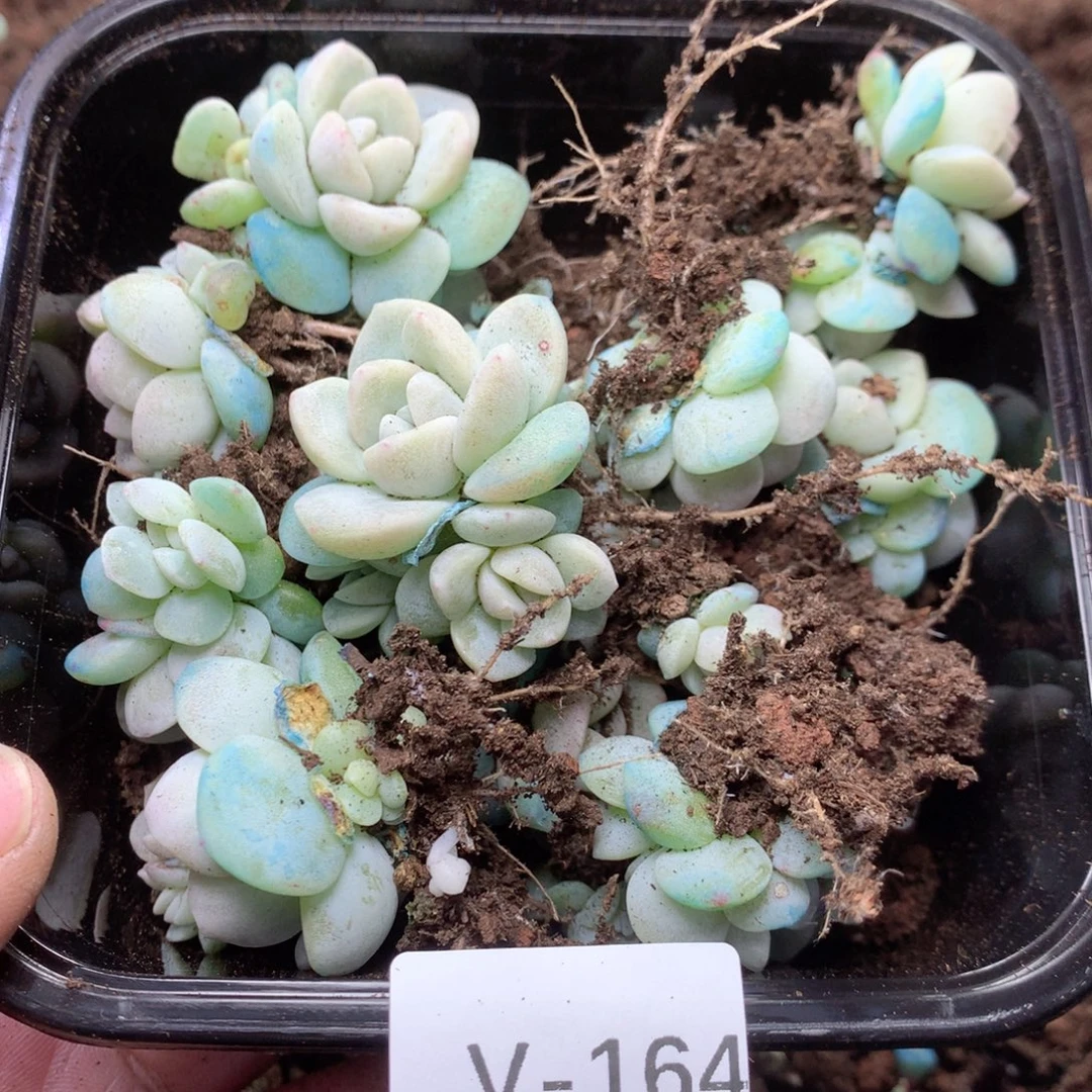 无花朵V164英语英语