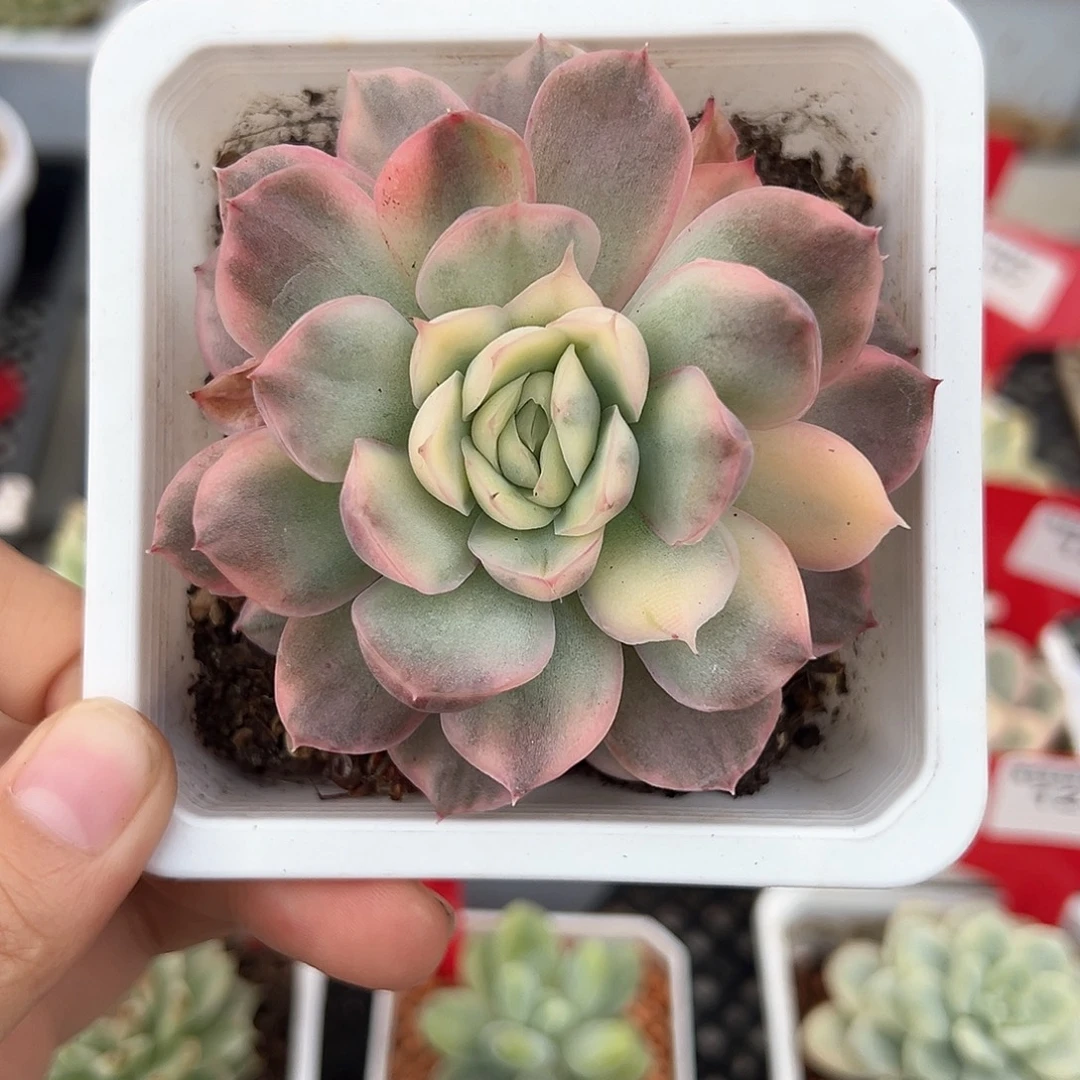 草莓蛋糕锦多肉植物