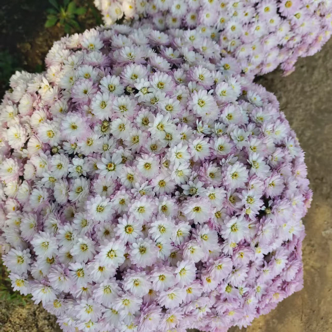 【千头球菊】拍一发三随机颜色无售后!盆栽耐热耐寒多季开花
