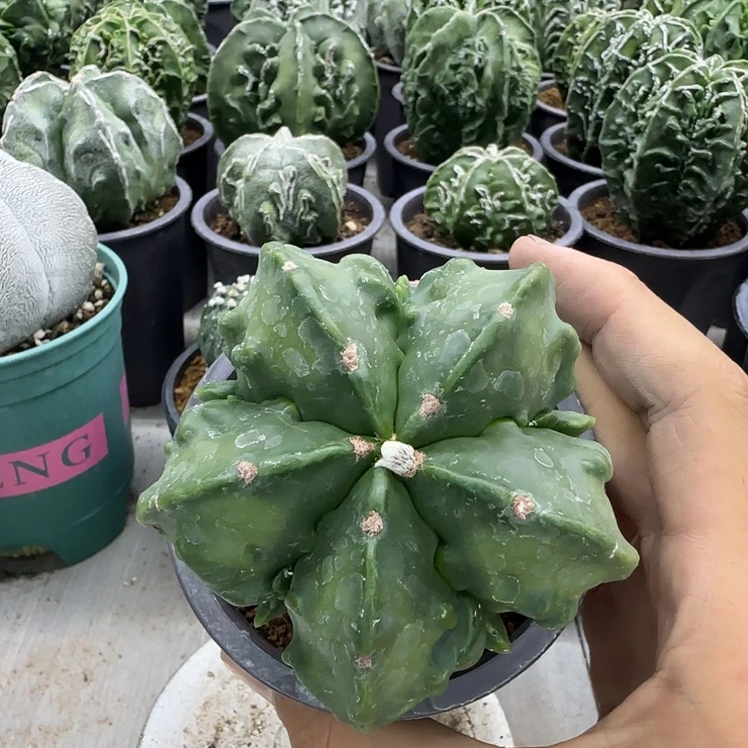 核桃鸾凤玉实生016