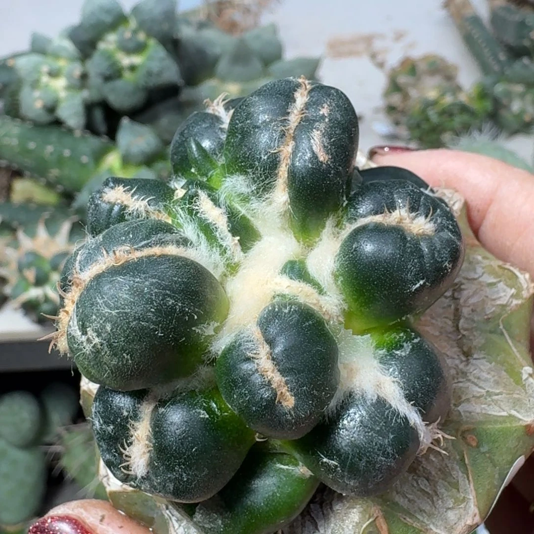 【闪购商品】无花朵佛***珠蛋尤469