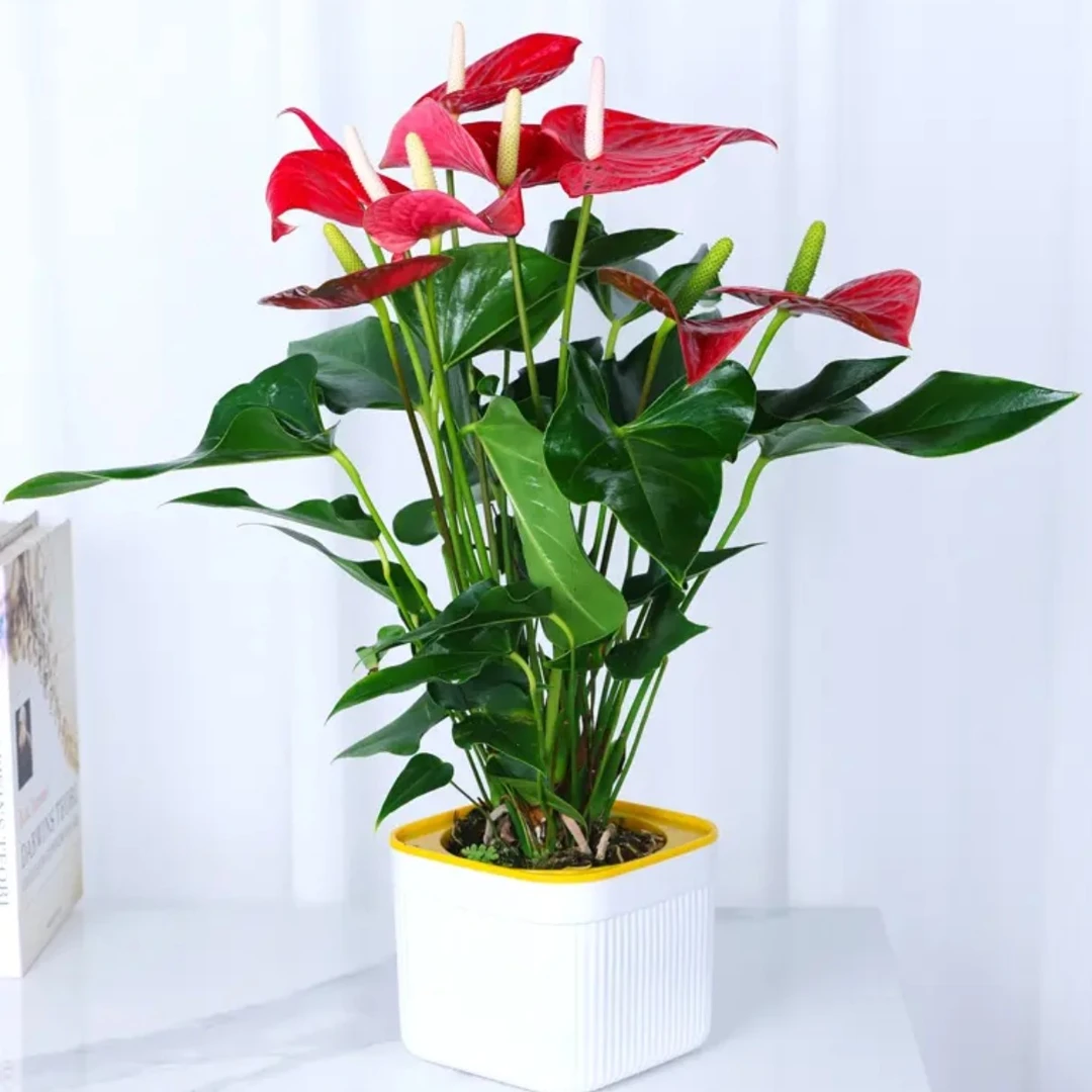 红掌盆栽cy带花发货四季开花室内家居绿植鸿运当头好养花卉