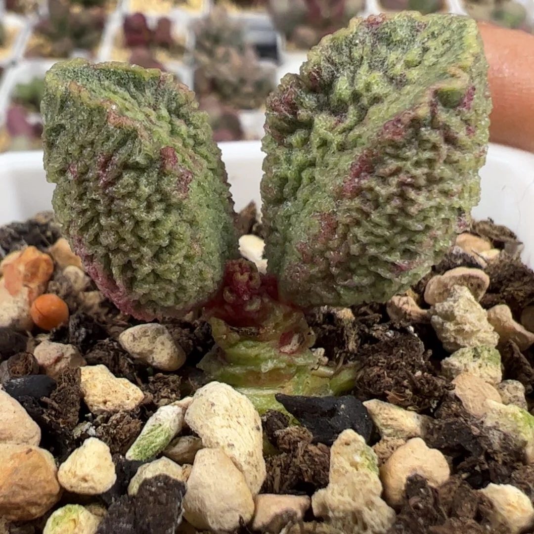 实生新品多肉植物水泡33号