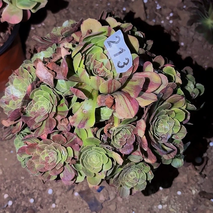 213花月夜多肉植物不售后