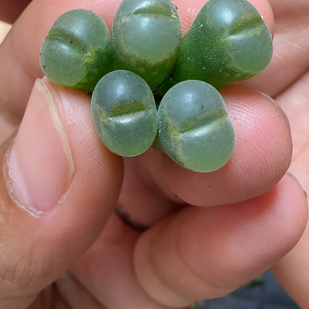 *****多肉植物一颗b23五颗