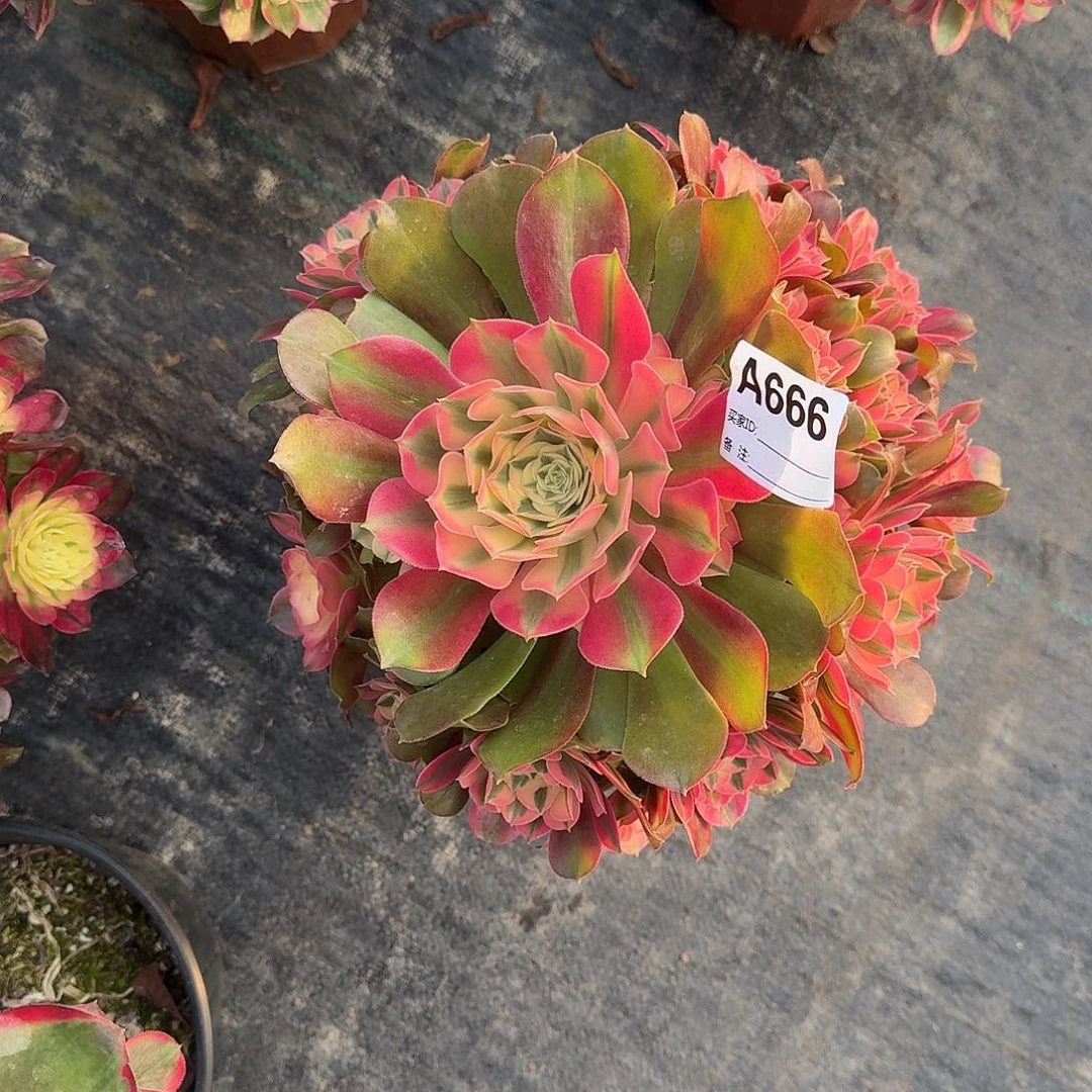 香妃多肉法师a666