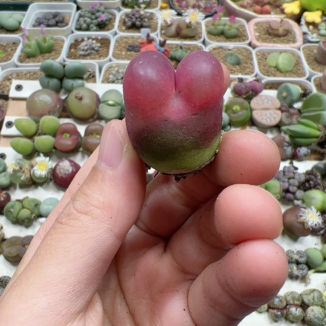 【闪购商品】11 毛毛