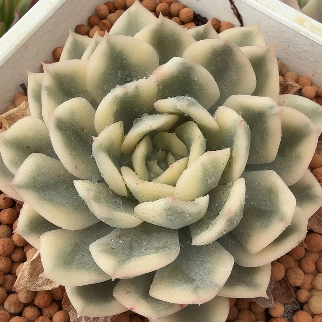 月亮仙子锦，多肉植物