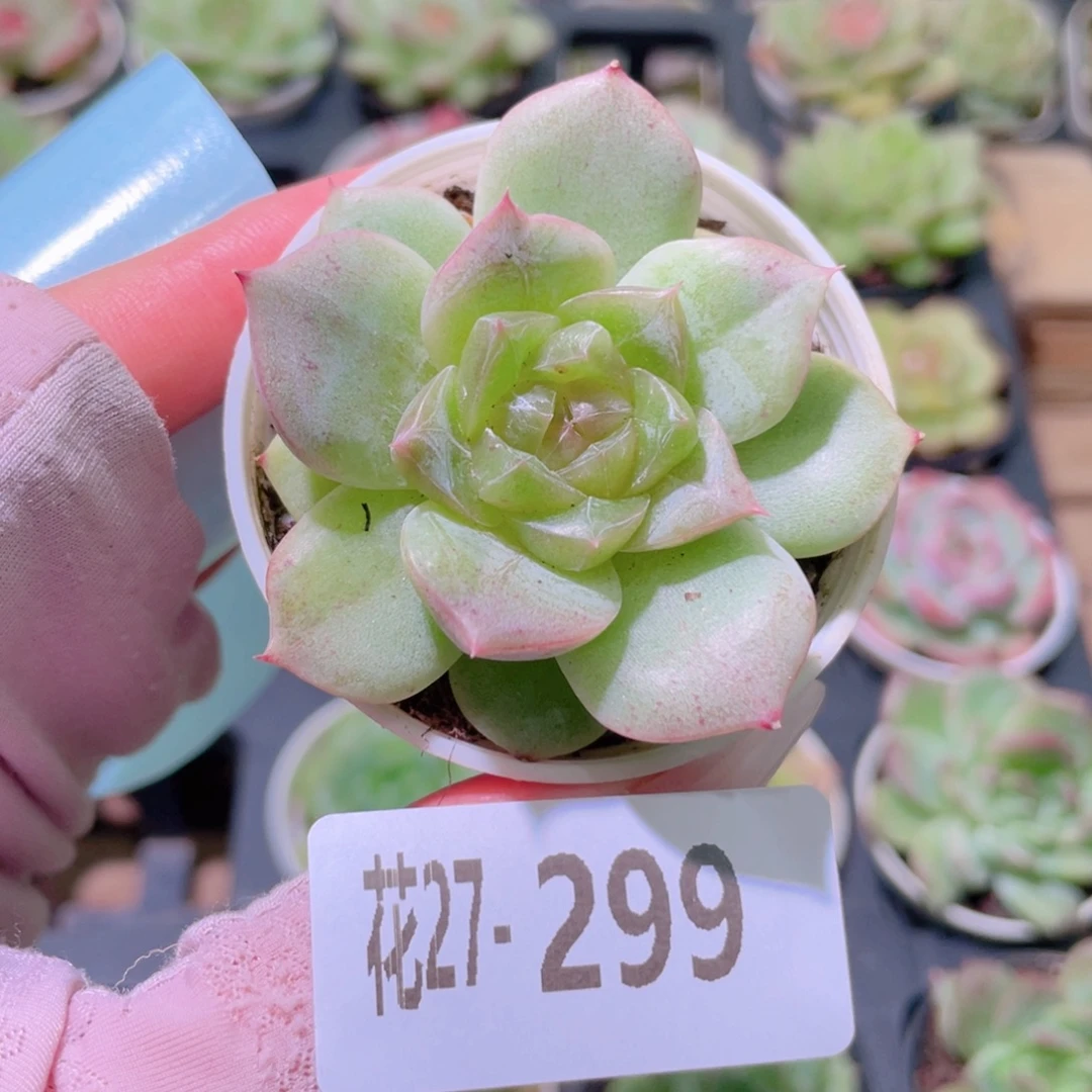 花利美27-299新品