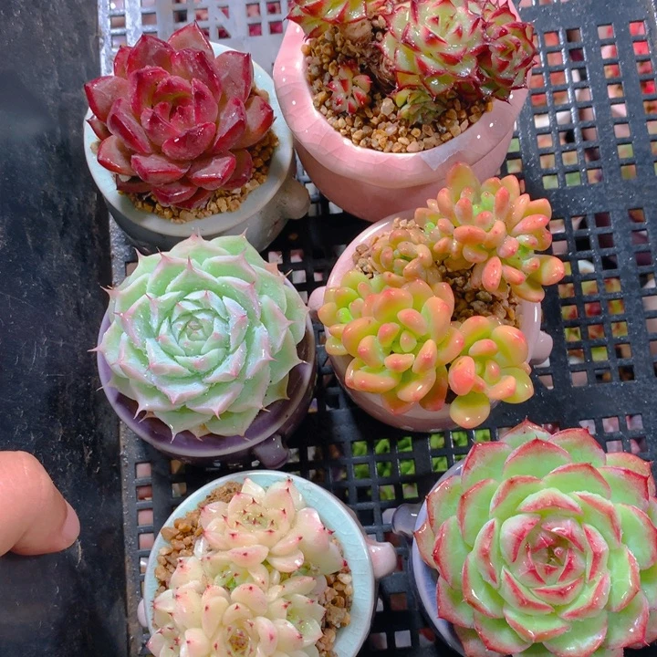 用***0AY小尾巴迷你拇指盆栽多肉027