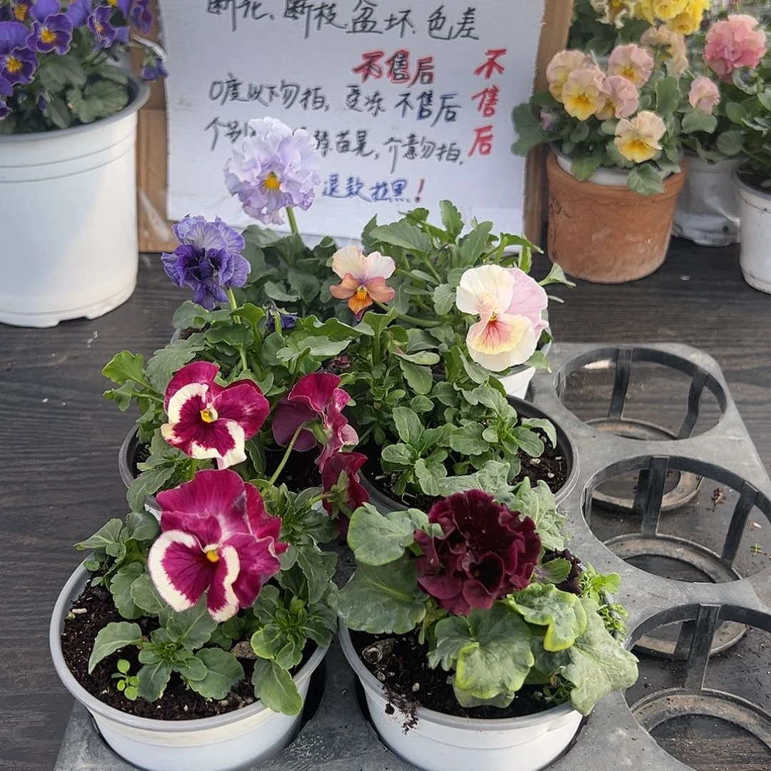 大部分花苞少量开放017号