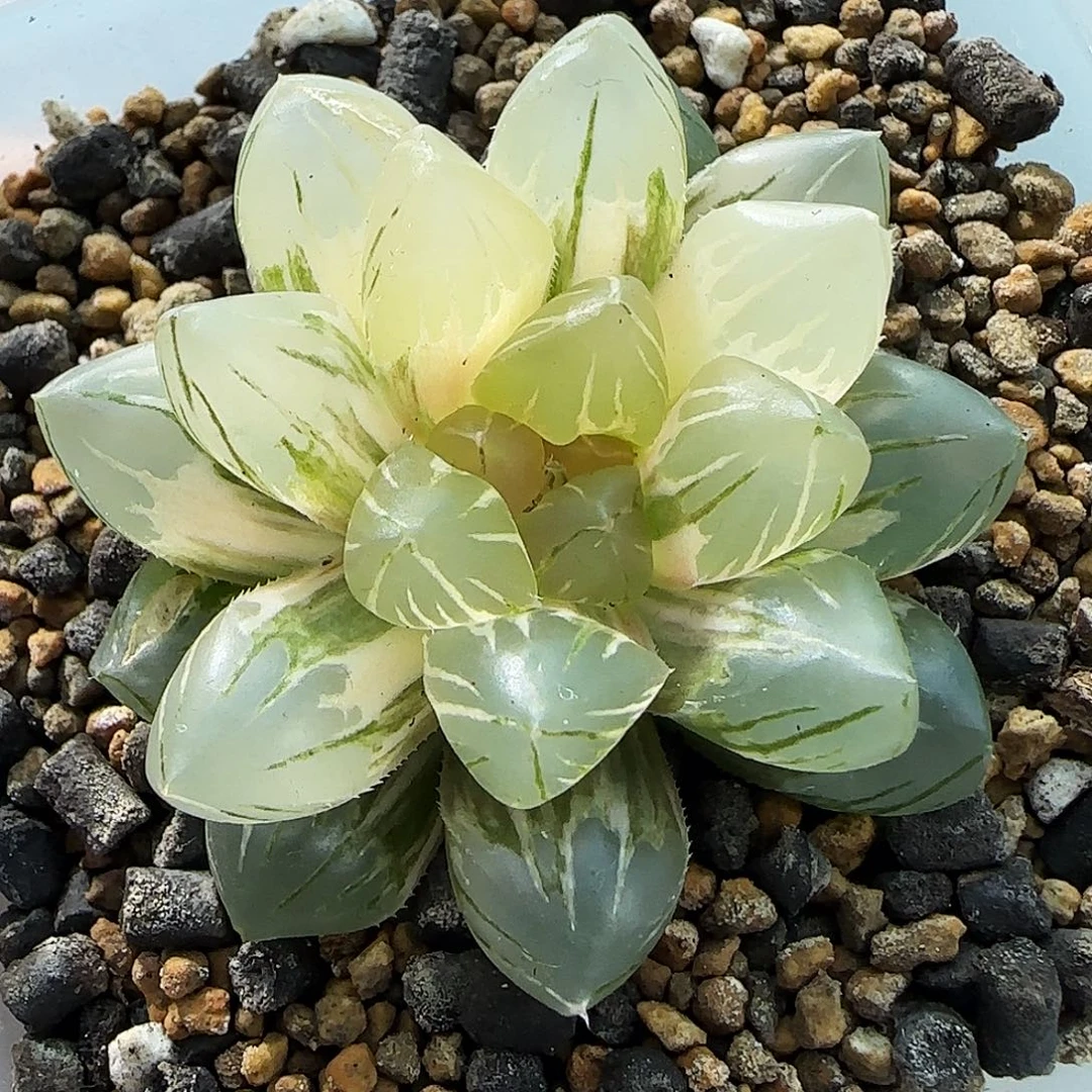 367号OM玉露锦5.4左右一物一拍带盆