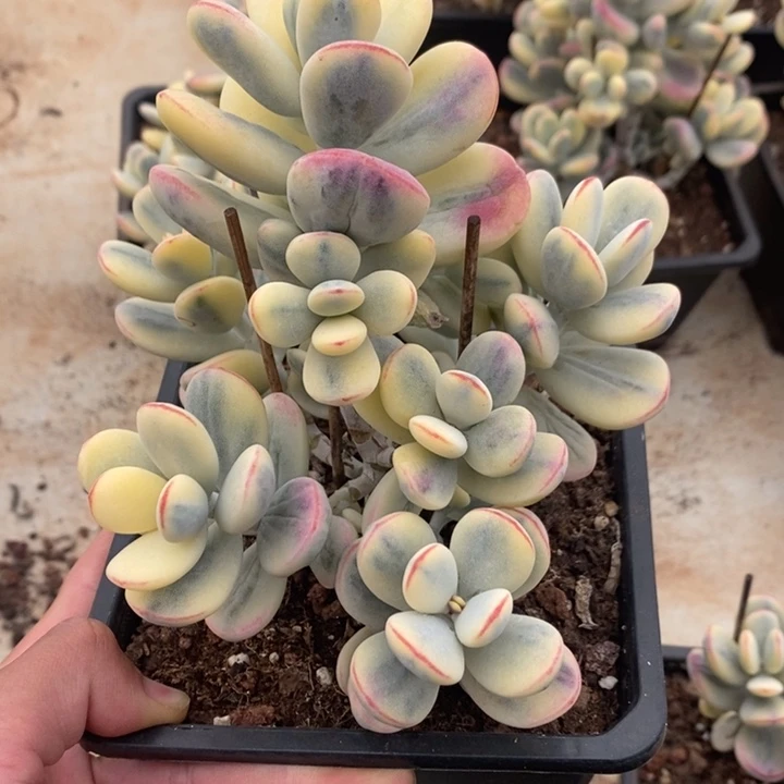 福娘锦多肉植物A1098