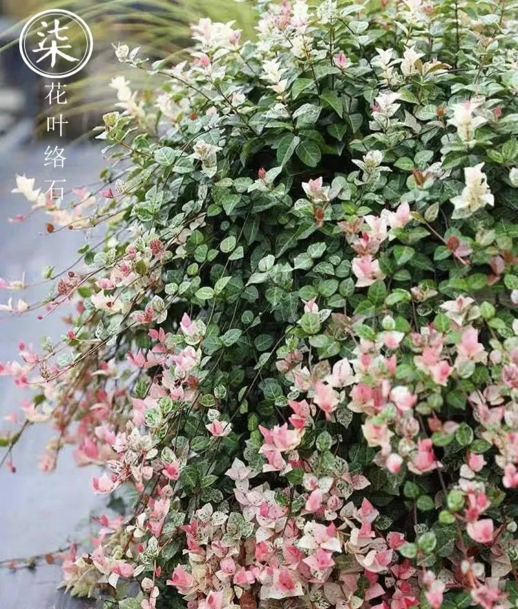 花叶络石多年生植物适合室外庭院种植叶子颜色多变
