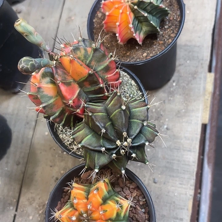 完全开放猫****花仙人球好好看好漂亮100