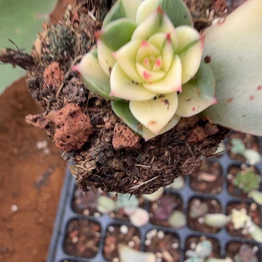 斗牛士锦多肉锦植物