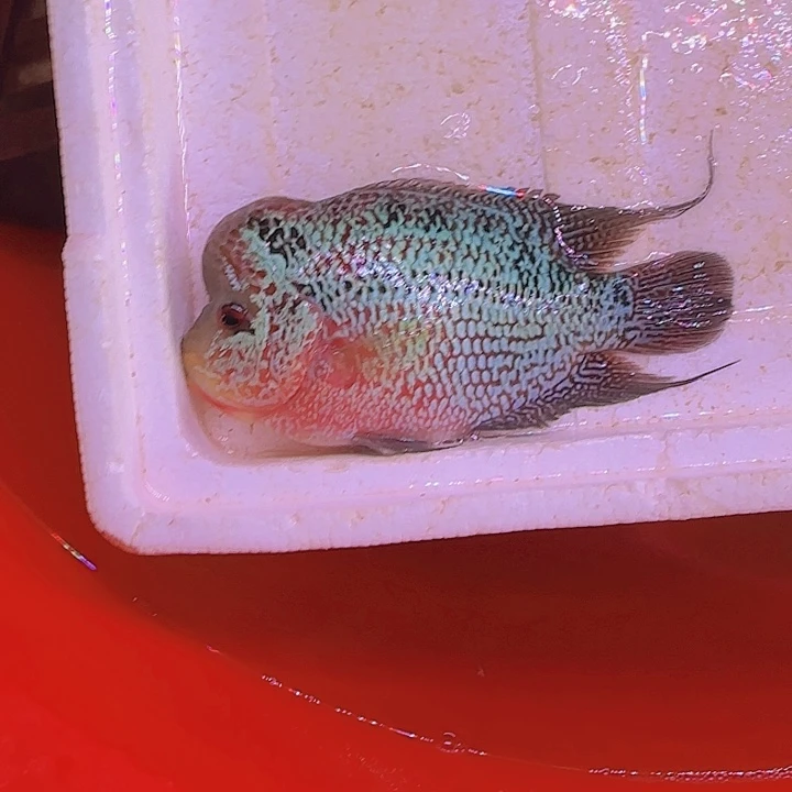 海水啊啊啊啊啊啊啊啊