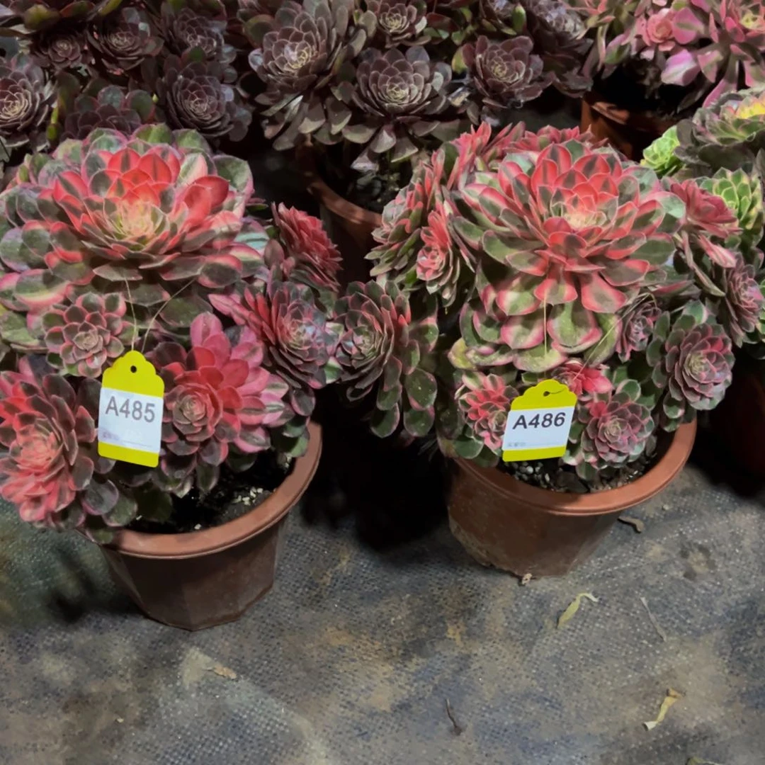 无花朵485:486黑魔锦寄养