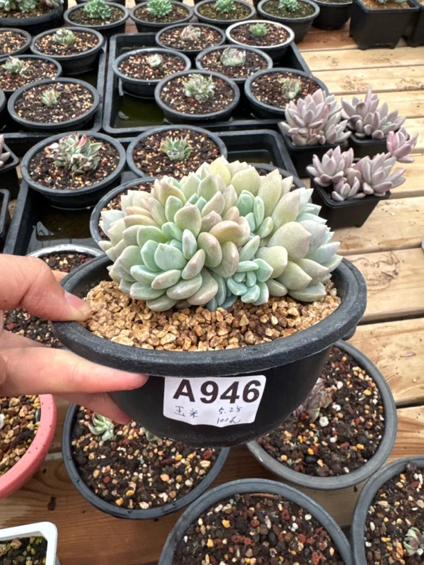 A946，玉米，多肉植物，冰橙