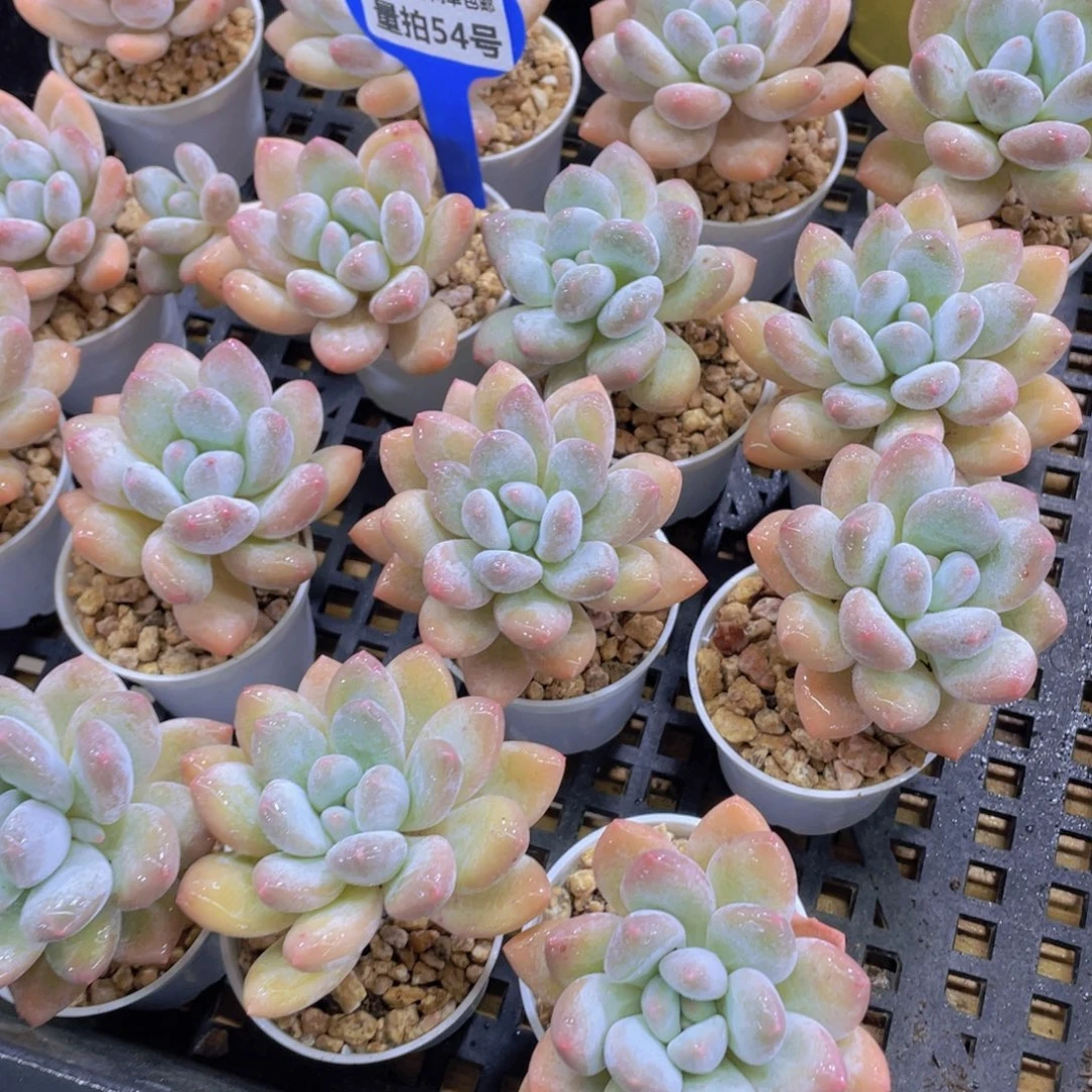 量拍54号 老桩奶油香水单头起五颗