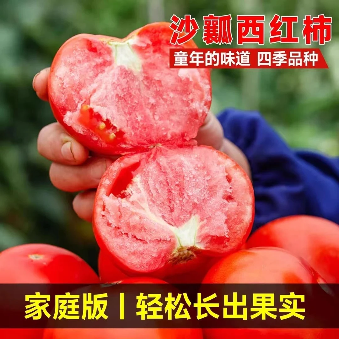 【老品种番茄种子】老沙瓤番茄种子大粉毛粉西红柿种子四季蔬菜种子